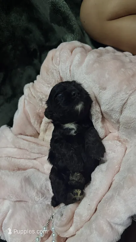 Belle – Cocker Spaniel puppy for sale in Attalla, AL