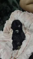 Belle, a female Cocker Spaniel for sale in Attalla, AL – 1 of 7