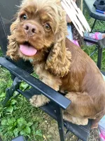 Elsa, a female Cocker Spaniel for sale in Attalla, AL – 4 of 8