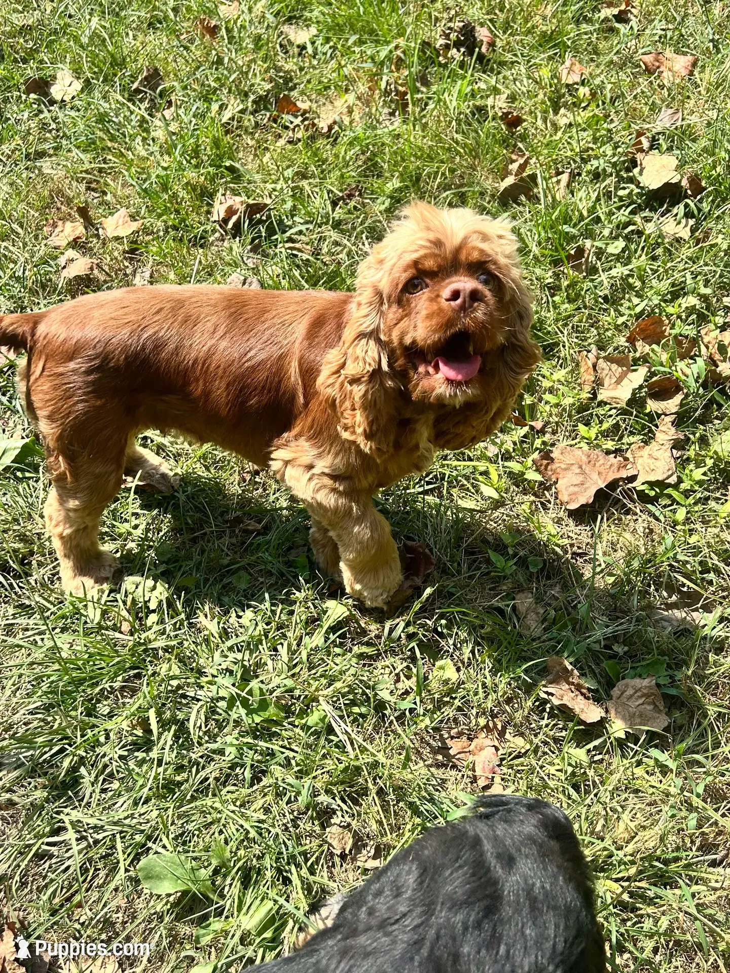 Daisy , a female Cocker Spaniel for sale in Attalla, AL – 3 of 5