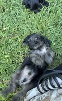 Prince, a male Cocker Spaniel for sale in Attalla, AL – 3 of 7