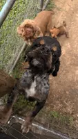 Beaux, a male Cocker Spaniel for sale in Attalla, AL – 2 of 7