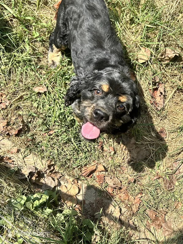 Beaux – Cocker Spaniel puppy for sale in Attalla, AL