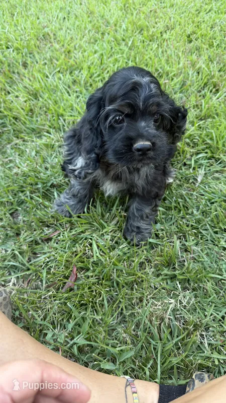 Prince – Cocker Spaniel puppy for sale in Attalla, AL