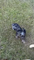 Charming , a male Cocker Spaniel for sale in Attalla, AL – 5 of 10