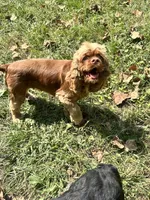 Prince, a male Cocker Spaniel for sale in Attalla, AL – Photo 8 of 8