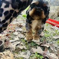 Prince, a male Cocker Spaniel for sale in Attalla, AL – Photo 4 of 8