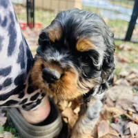 Prince, a male Cocker Spaniel for sale in Attalla, AL – Photo 5 of 8