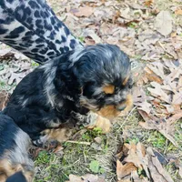 Prince, a male Cocker Spaniel for sale in Attalla, AL – Photo 6 of 8