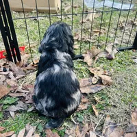 Prince, a male Cocker Spaniel for sale in Attalla, AL – Photo 3 of 8