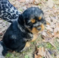 Prince, a male Cocker Spaniel for sale in Attalla, AL – Photo 2 of 8