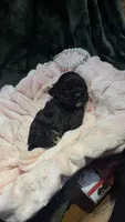 Belle, a female Cocker Spaniel for sale in Attalla, AL – 4 of 7