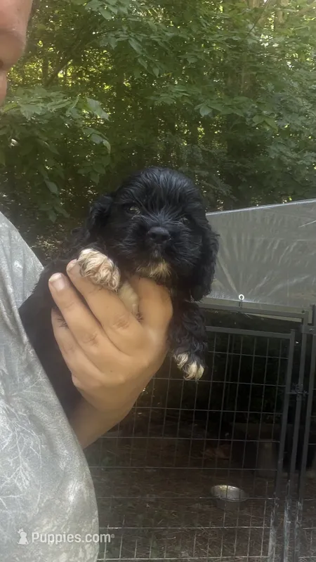 Elsa – Cocker Spaniel puppy for sale in Attalla, AL