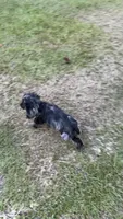 Charming , a male Cocker Spaniel for sale in Attalla, AL – 6 of 10