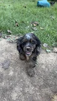 Charming , a male Cocker Spaniel for sale in Attalla, AL – 2 of 10
