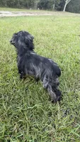 Charming , a male Cocker Spaniel for sale in Attalla, AL – 7 of 10