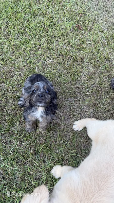 Charming  – Cocker Spaniel puppy for sale in Attalla, AL