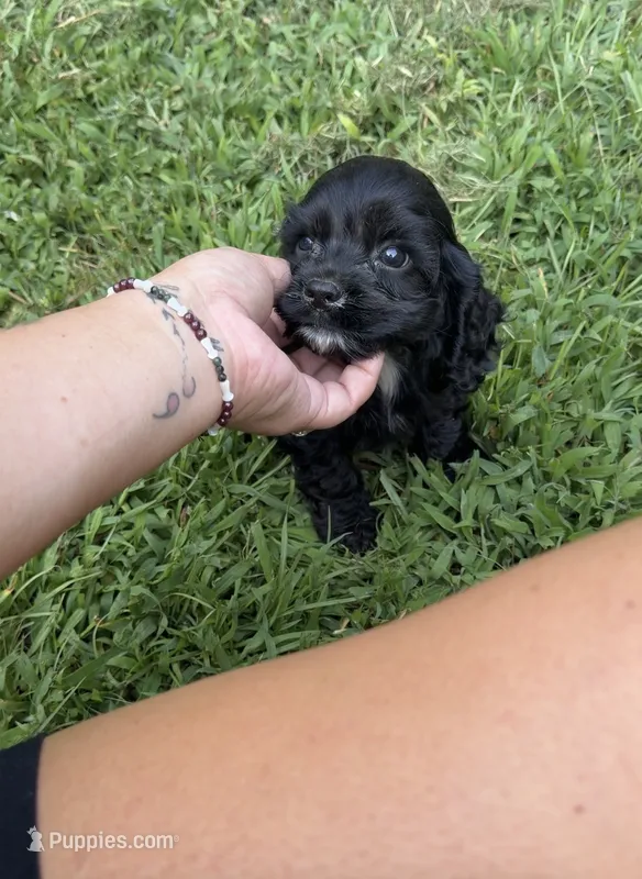 Belle – Cocker Spaniel puppy for sale in Attalla, AL
