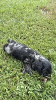 Prince, a male Cocker Spaniel for sale in Attalla, AL – 6 of 7