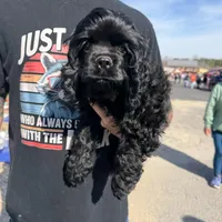 Phoebe , a female Cocker Spaniel for sale in Attalla, AL – Photo 2 of 2