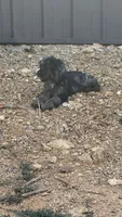 Charming , a male Cocker Spaniel for sale in Attalla, AL – 9 of 10
