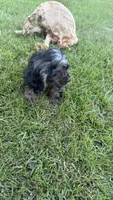 Charming , a male Cocker Spaniel for sale in Attalla, AL – 3 of 10