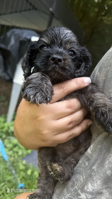 Prince – Cocker Spaniel puppy for sale in Attalla, AL