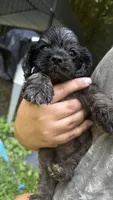 Prince, a male Cocker Spaniel for sale in Attalla, AL – 1 of 2