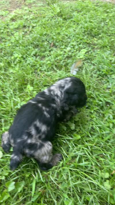 Prince, a male Cocker Spaniel for sale in Attalla, AL – 2 of 2