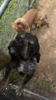 Beaux, a male Cocker Spaniel for sale in Attalla, AL – 3 of 7