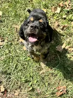 Beaux, a male Cocker Spaniel for sale in Attalla, AL – 4 of 7