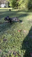 Prince, a male Cocker Spaniel for sale in Attalla, AL – 4 of 7