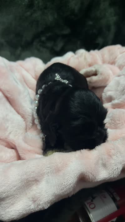 Elsa, a female Cocker Spaniel for sale in Attalla, AL – 5 of 8