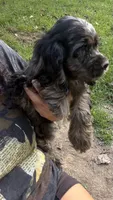 Charming , a male Cocker Spaniel for sale in Attalla, AL – 8 of 10