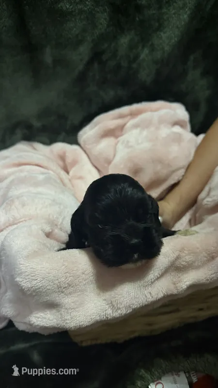 Elsa – Cocker Spaniel puppy for sale in Attalla, AL
