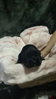 Elsa, a female Cocker Spaniel for sale in Attalla, AL – 1 of 8