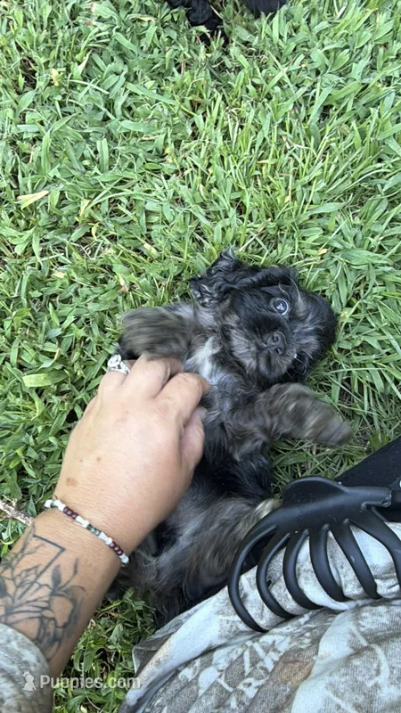 Prince – Cocker Spaniel puppy for sale in Attalla, AL