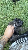Prince, a male Cocker Spaniel for sale in Attalla, AL – 2 of 7