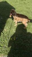 Daisy , a female Cocker Spaniel for sale in Attalla, AL – 5 of 5