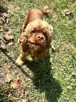 Elsa, a female Cocker Spaniel for sale in Attalla, AL – 7 of 8