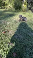 Prince, a male Cocker Spaniel for sale in Attalla, AL – 5 of 7