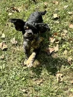 Beaux, a male Cocker Spaniel for sale in Attalla, AL – 7 of 7