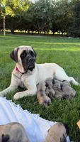 N/a, a female English Mastiff for sale in Atwater, CA – Photo 4 of 4