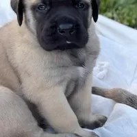 Puppy, a male English Mastiff for sale in Atwater, CA – Photo 1 of 9