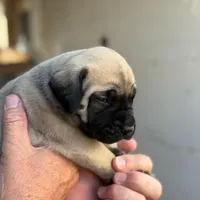 Puppy, a male English Mastiff for sale in Atwater, CA – Photo 7 of 9