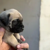 Puppy, a male English Mastiff for sale in Atwater, CA – Photo 5 of 9