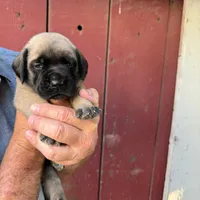 Puppy, a male English Mastiff for sale in Atwater, CA – Photo 9 of 9