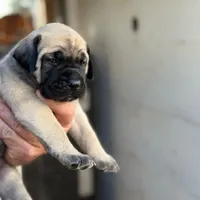 Puppy, a male English Mastiff for sale in Atwater, CA – Photo 3 of 9