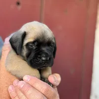 Puppy, a male English Mastiff for sale in Atwater, CA – Photo 6 of 9