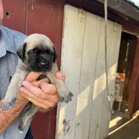 Puppy, a male English Mastiff for sale in Atwater, CA – Photo 8 of 9